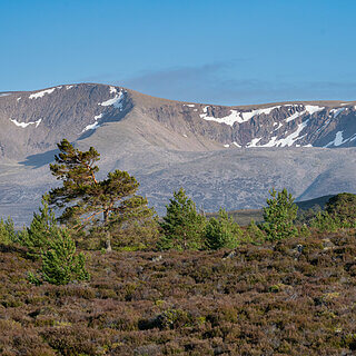 Rothiemurchus